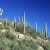 Saguaro cacti thrive on the desert part of the Tonto National Forest near Tucson, AZ on January 25, 2001. Saguaro cacti thrive on the desert part of the Tonto National Forest near Tucson, AZ on January 25, 2001.
