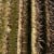 Saguaro trunk - close up Saguaro trunk - close up