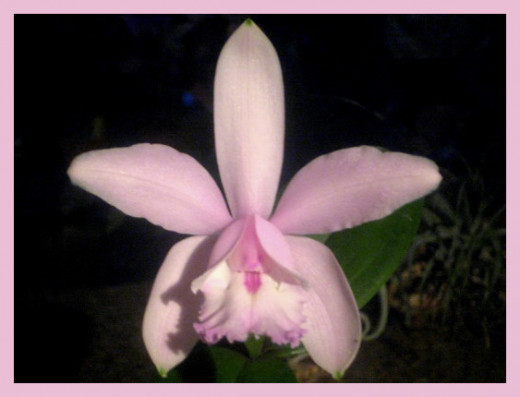 This frail-looking little orchid is quite a gal. She is demure, sweet, and every inch a lady. I doubt she would win "Best in Show", but she is a beauty!