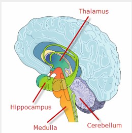 Hemispheric Specialization Biology Diagrams