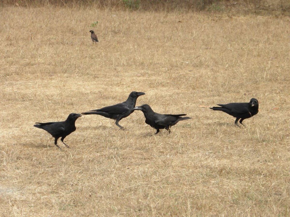 Large Billed Crow