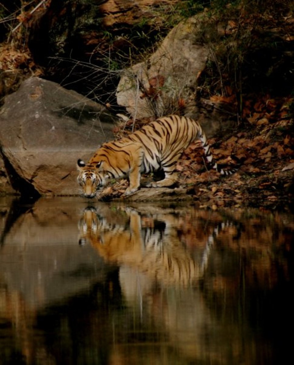 Tiger at water hole 
