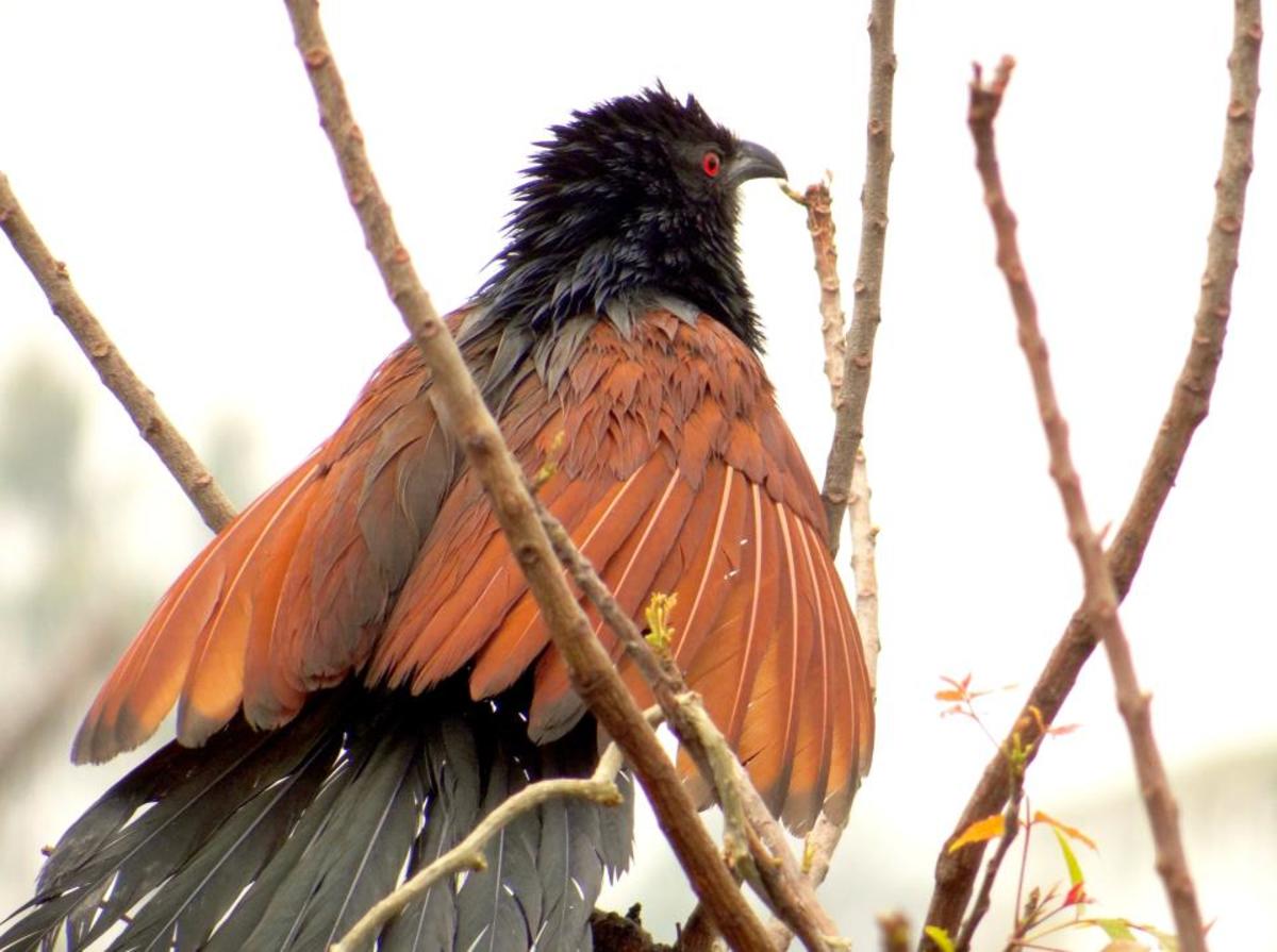 Greater Coucal Photo