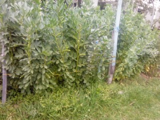 This are my broad beans that I have grown this year, we have already picked up a few pods from them, they are very tasty when you eat them fresh, and we are happy that there are a lot more to be harvested soon.  