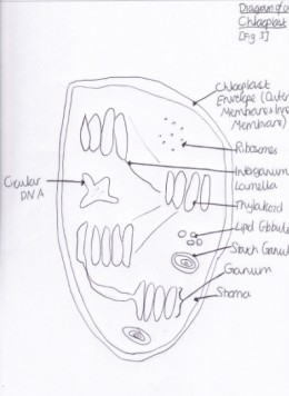 The Key Differences Between Plant and Animal Cells | hubpages