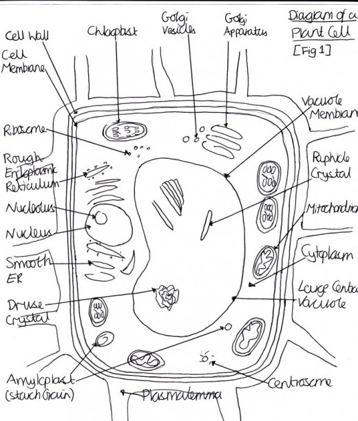 Animal Cell Foldable Answer Key / Animal And Plant Cells Worksheet 1 1