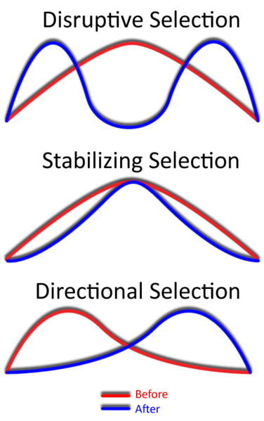 Distribution of Traits
