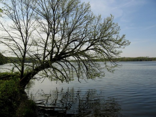 Tree by the Illinois River (Psalm 1:2)