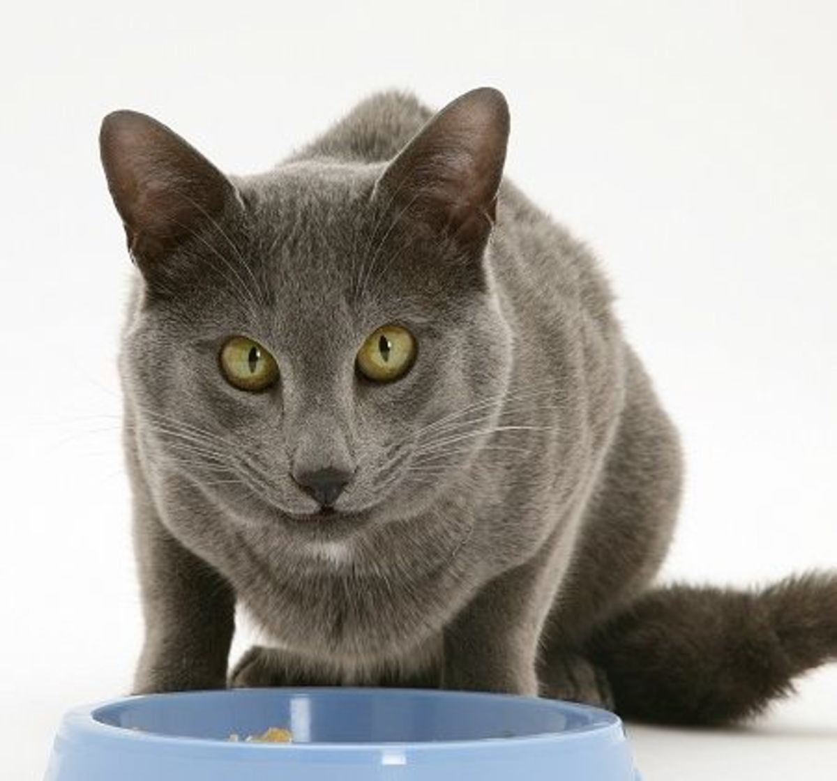 Five Homemade Cat Food Recipes