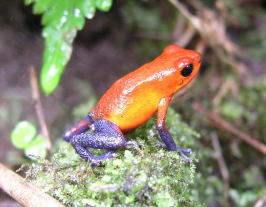 Frog in the Rainforest
