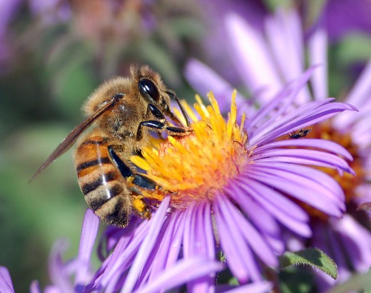 Bees are invertebrates in the animal kingdom