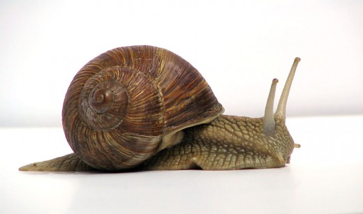 Snails are invertebrates