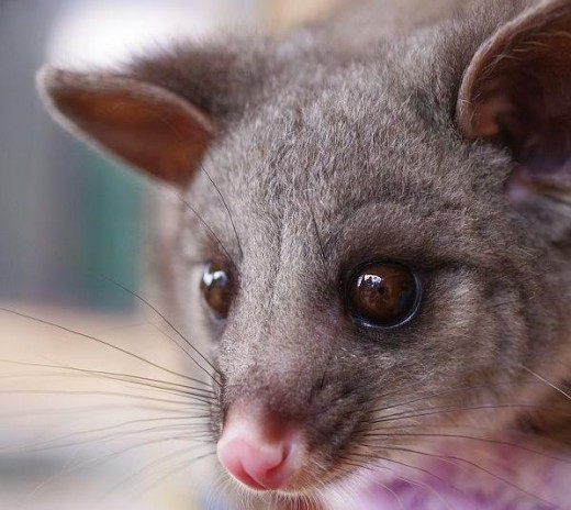 Little Brushtail Possum