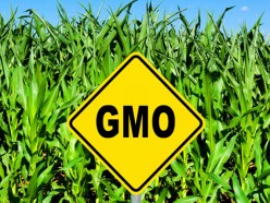 GMO's- 'One Major Good'  Reason Not to feed Commercial Pet Food