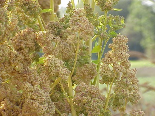 Chenopodium quinoa plant from the Andes Mountains.