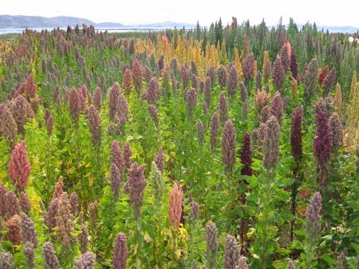 Cheopodium quinoa grown in Bolivia by the shores of Lake Titicaca