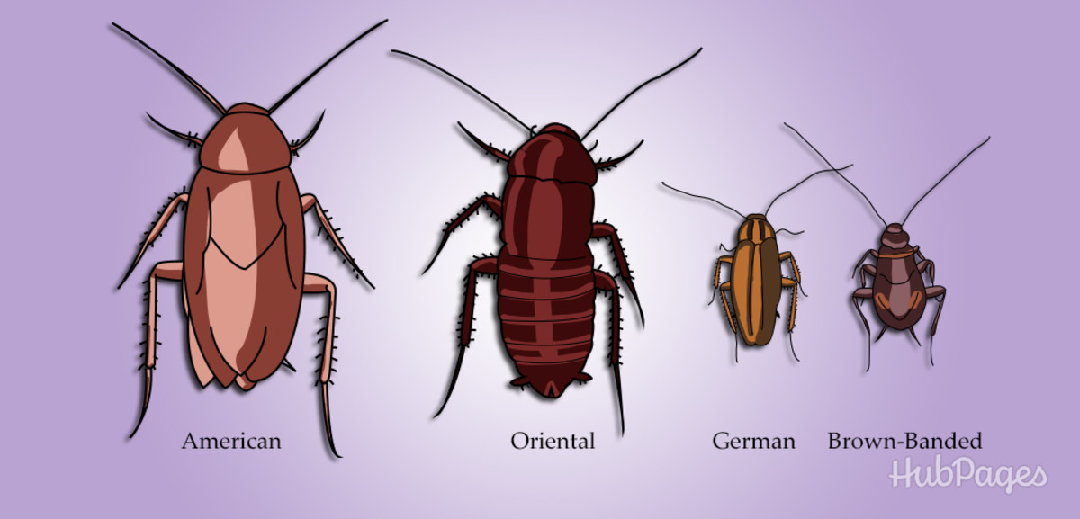 Does bleach kill roaches?