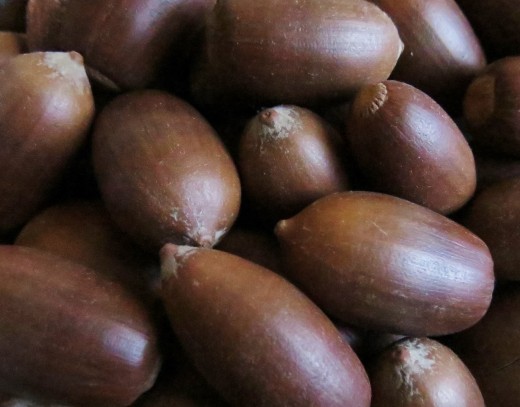 Freshly harvested acorns