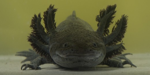 Alice The Axolotl