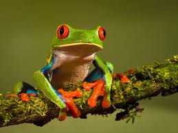 In the photo above you can see both the distinctive red eyes and orange feet of the red eyed tree frog.