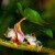 I like this photo of the two red eyed tree frogs. 