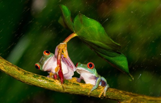 I like this photo of the two red eyed tree frogs. 