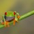 Here we have a red eyed tree frog setting on a tree branch. 