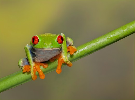 Here we have a red eyed tree frog setting on a tree branch. 