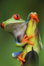 In the photo above we have a close up of a very nice specimen of red eyed tree frog. 