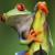 In the photo above we have a close up of a very nice specimen of red eyed tree frog. 