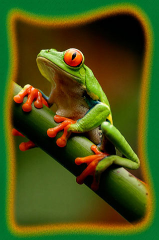 In the photo above we have a close up of a very nice specimen of red eyed tree frog. 