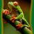 In the photo above we have a close up of a very nice specimen of red eyed tree frog. 