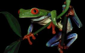 In the photo above we have a nice photo of a red eyed tree frog at night.