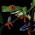 In the photo above we have a nice photo of a red eyed tree frog at night.