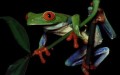 Have You Met A Red Eyed Tree Frog