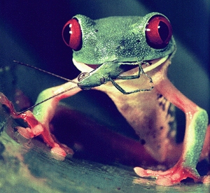 For their safety and your peace of mind feed your Red Eyed Tree Frogs only the smaller crickets. They can get in trouble with large crickets. 