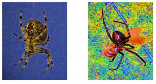 Spider posters - copyright thumbprints are on file