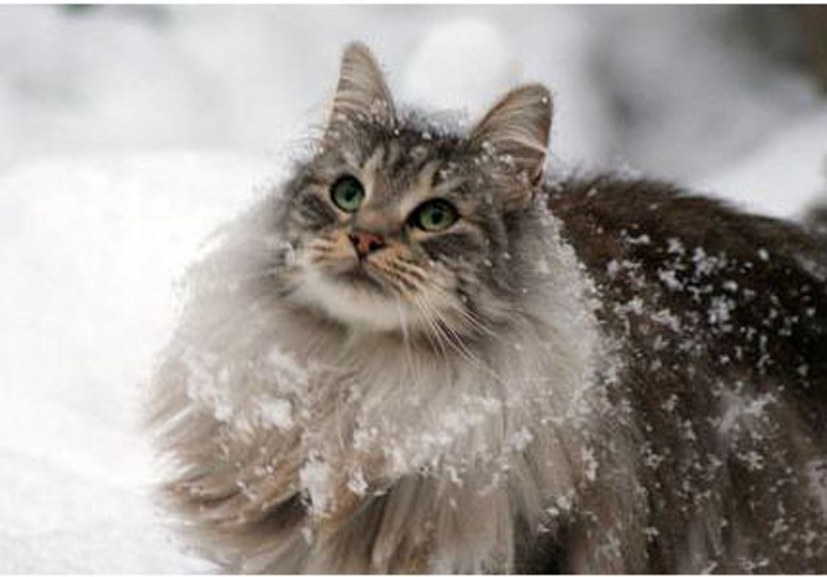 Image result for fluffy cats in snow"