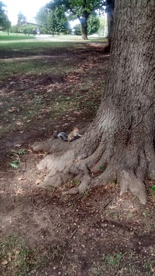 Squirrels feast on walnuts and acorns throughout the fall and winter months.