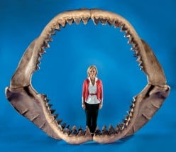 Megalodon Interesting Facts