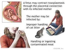 First Tri-mester pregnant women should not be exposed to cats! T.gondii can be passed to unborn child...