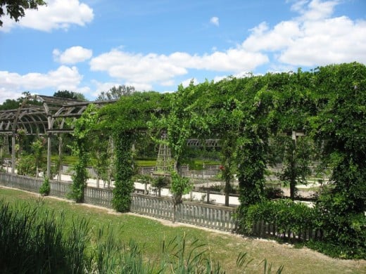 Pergola with roses