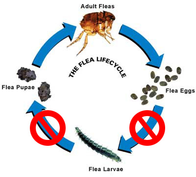 Flea cycle.