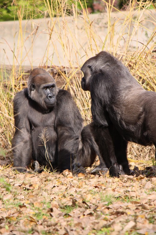 Gorillas