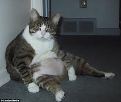 Otto looked identical to this cat.