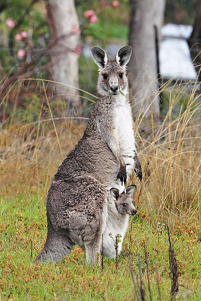 Kangaroos pay you a visit at Pebbly Beach