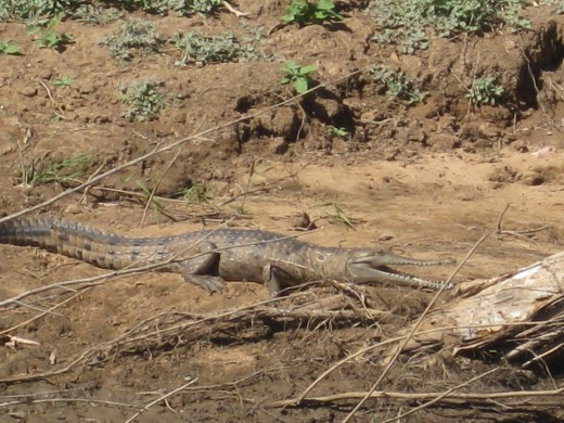 Great to see the wildlife !