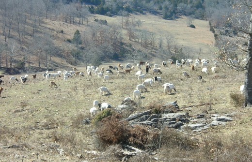 A Large Commercial Herd of Spanish Goats