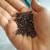 Chia seeds are very little seeds (1 mm), which have many nutritional benefits. Chia seeds are very little seeds (1 mm), which have many nutritional benefits.