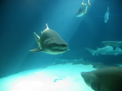 Shark